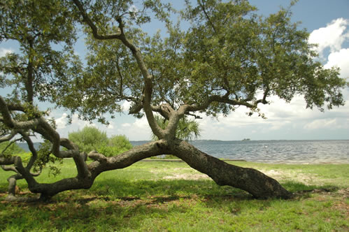 Baum am Wasser