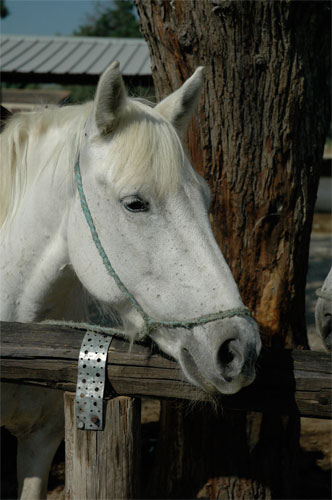 Camargue Pferd