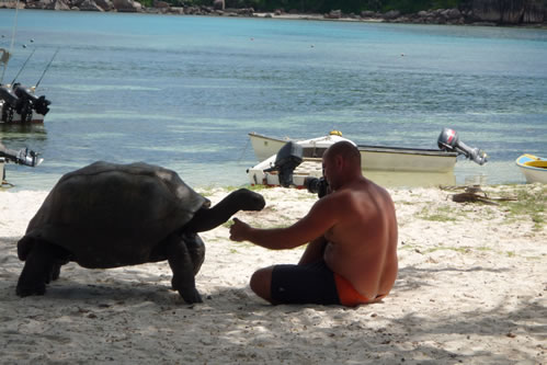 Schildkröten als Hauptattraktion der Insel