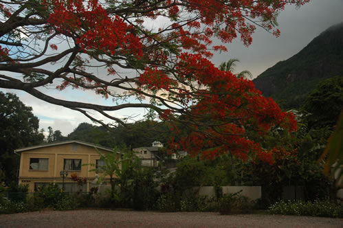 Flame Tree (Delonix regia)