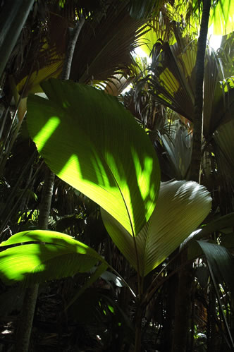 Licht spielt versteck mit Palmenblättern