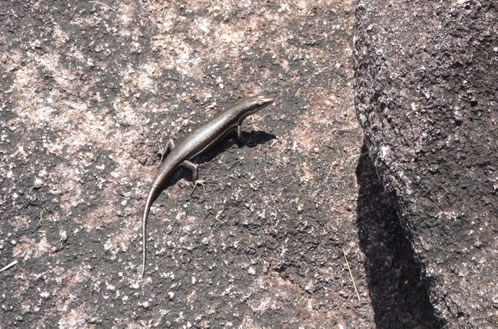 Skink auf Copolia